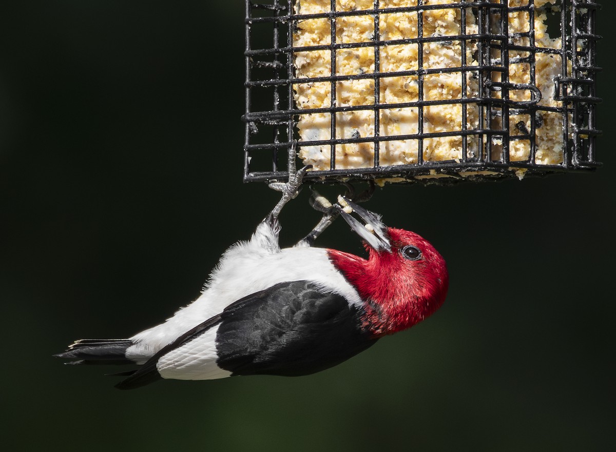 Red-headed Woodpecker - ML620860980