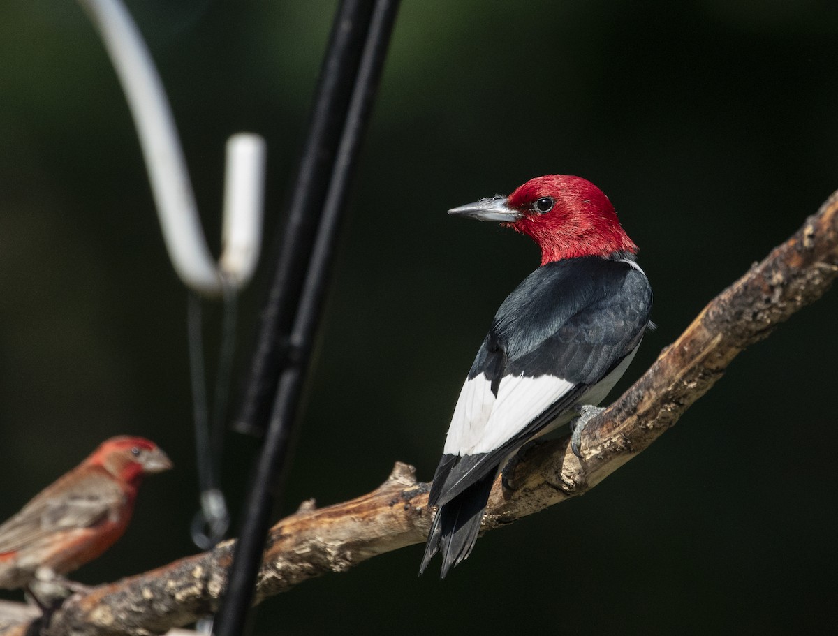 Red-headed Woodpecker - ML620860981
