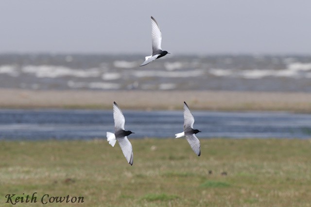White-winged Tern - ML620860983