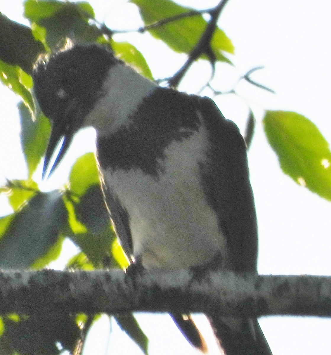 Belted Kingfisher - ML620860985