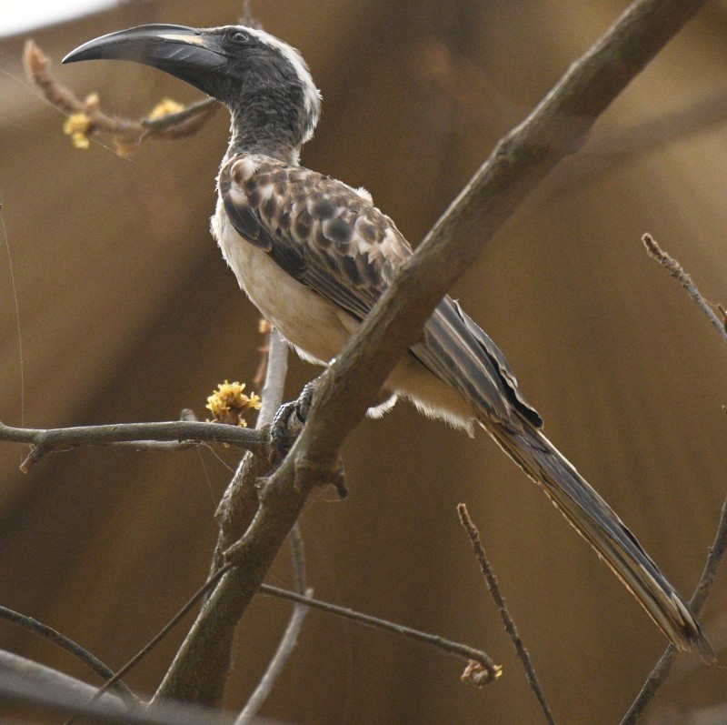 African Gray Hornbill - ML620860990