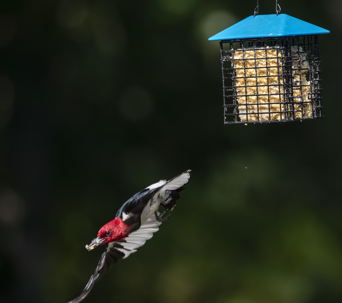 Red-headed Woodpecker - ML620861000