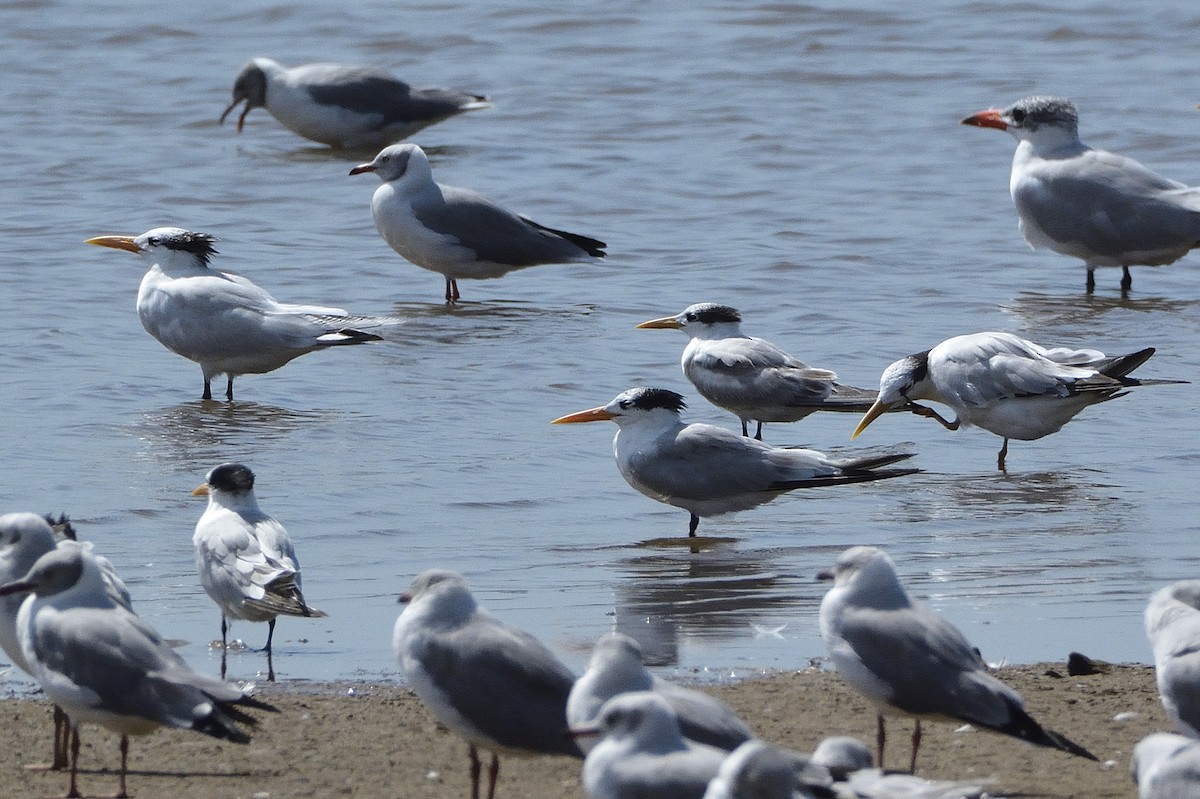 West African Crested Tern - ML620861004
