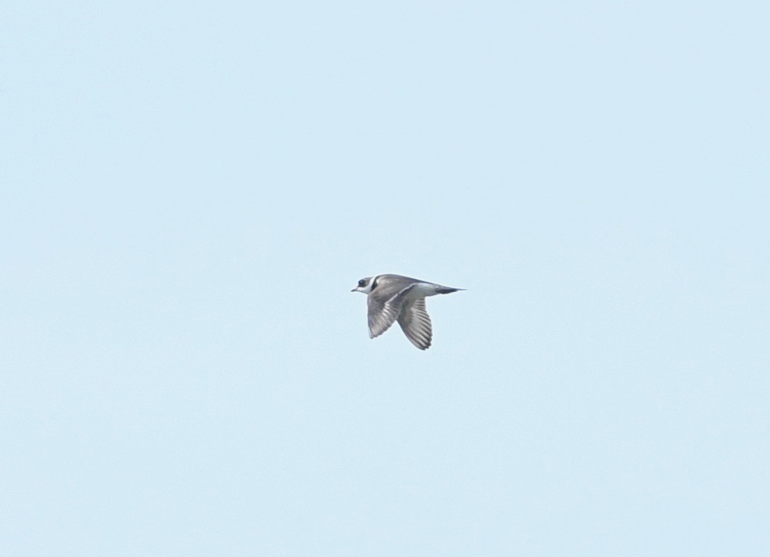 Semipalmated Plover - ML620861008