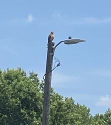 Red-shouldered Hawk - ML620861013