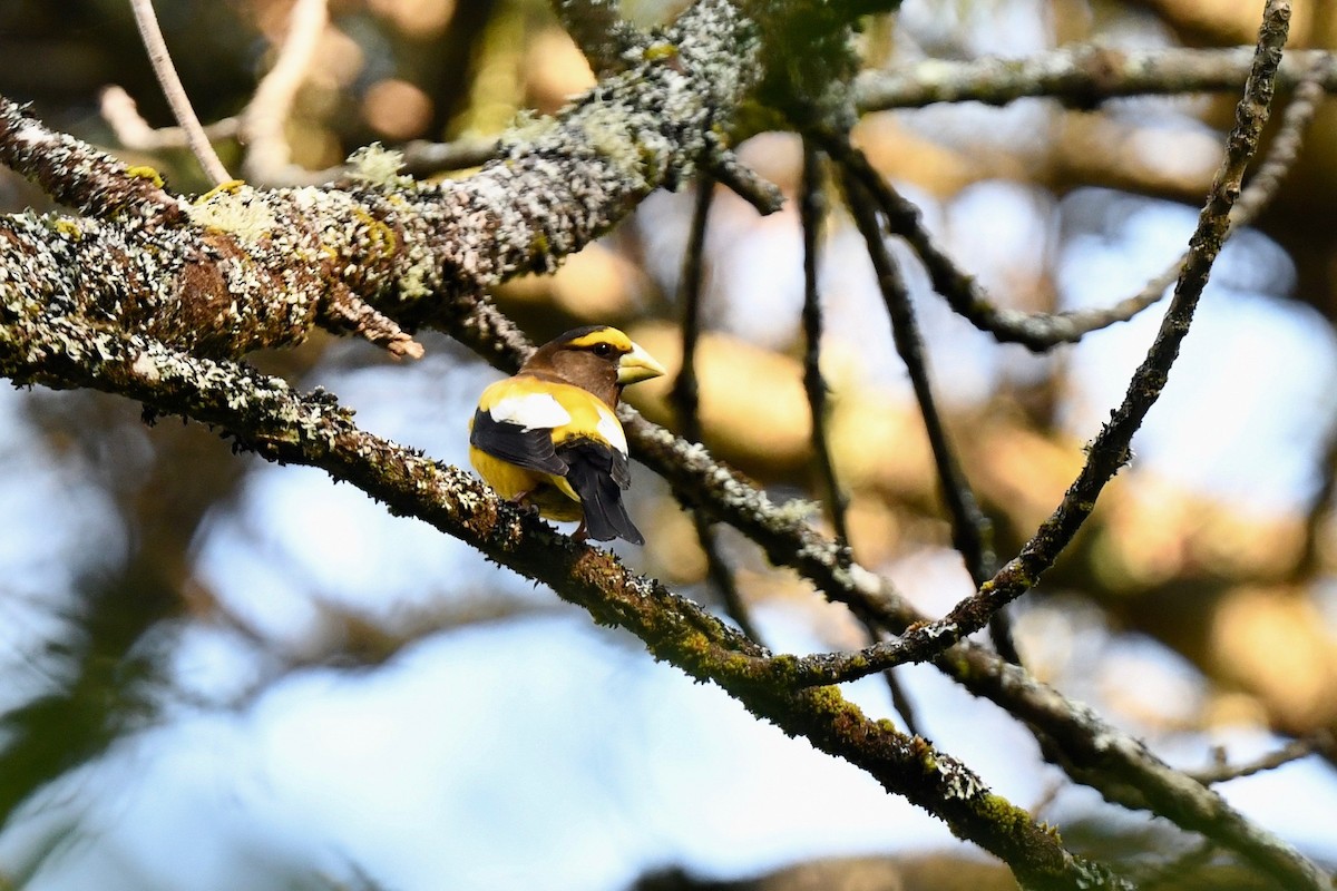 Evening Grosbeak (type 3) - ML620861020