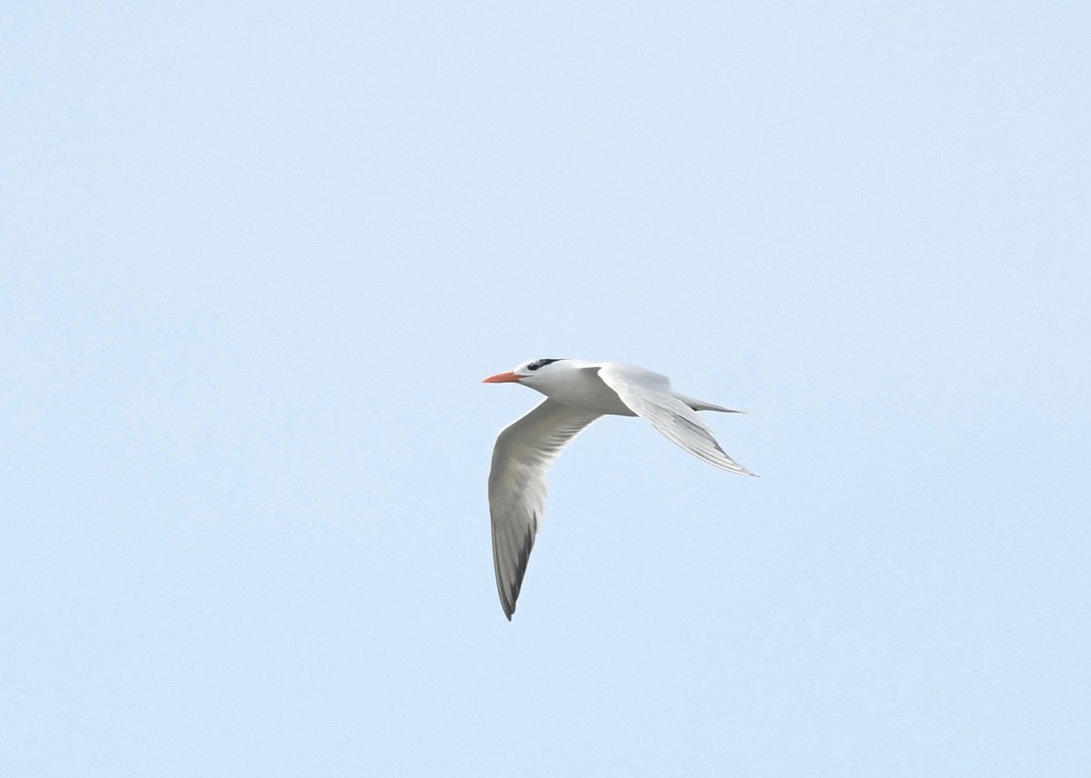 Royal Tern - ML620861025