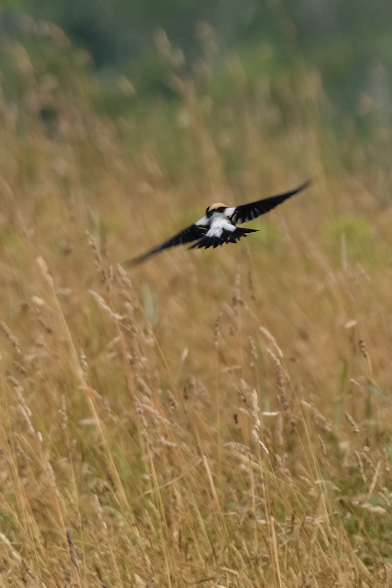 bobolink americký - ML620861027