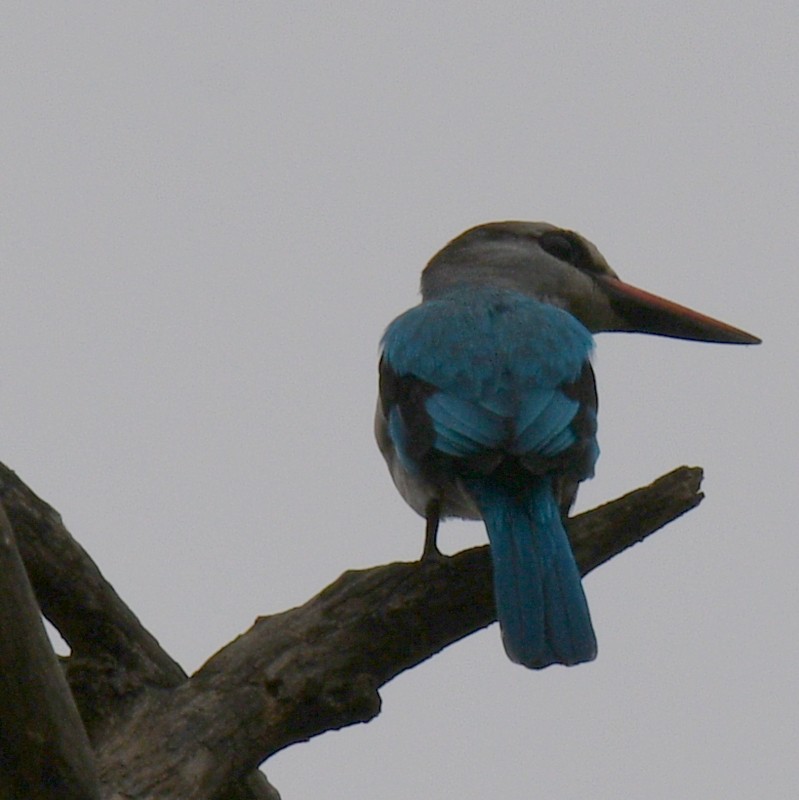 Blue-breasted Kingfisher - ML620861042