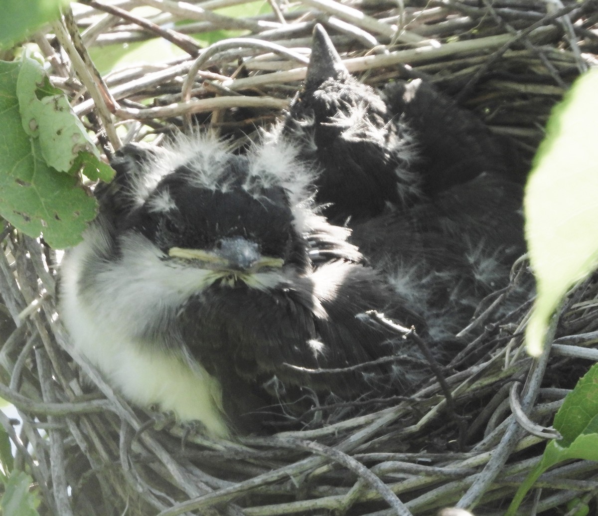 Eastern Kingbird - ML620861045