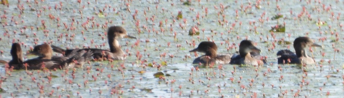 Hooded Merganser - alan murray