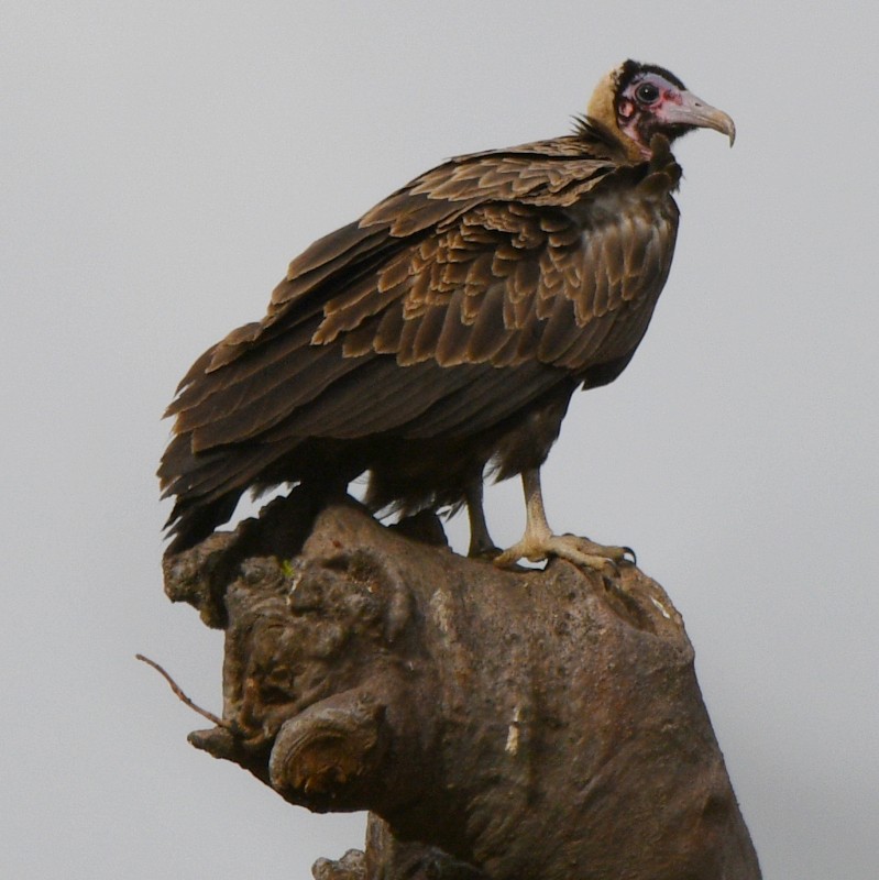 Hooded Vulture - ML620861064