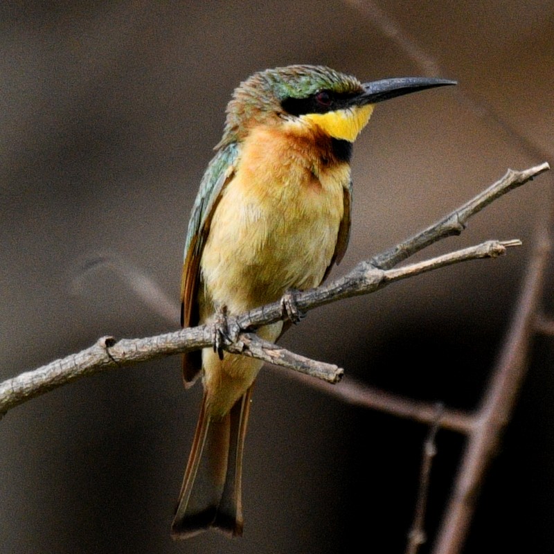 Little Bee-eater - ML620861075