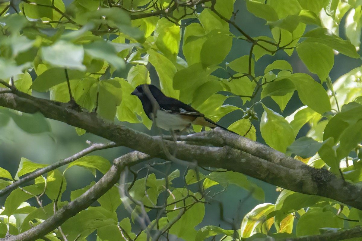 Eastern Towhee - ML620861080