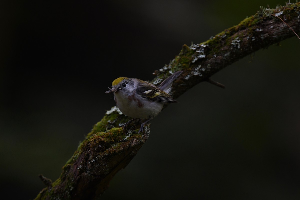 Chestnut-sided Warbler - ML620861081