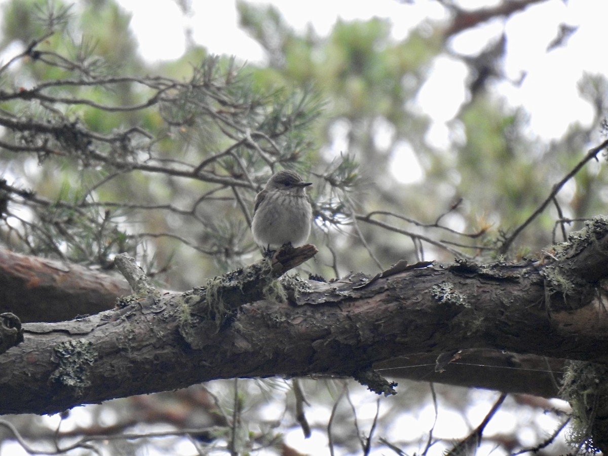 Spotted Flycatcher (Spotted) - ML620861113