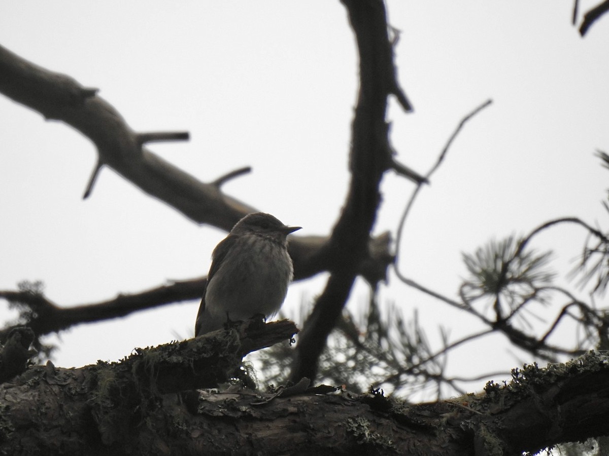 Papamoscas Gris (grupo striata) - ML620861114