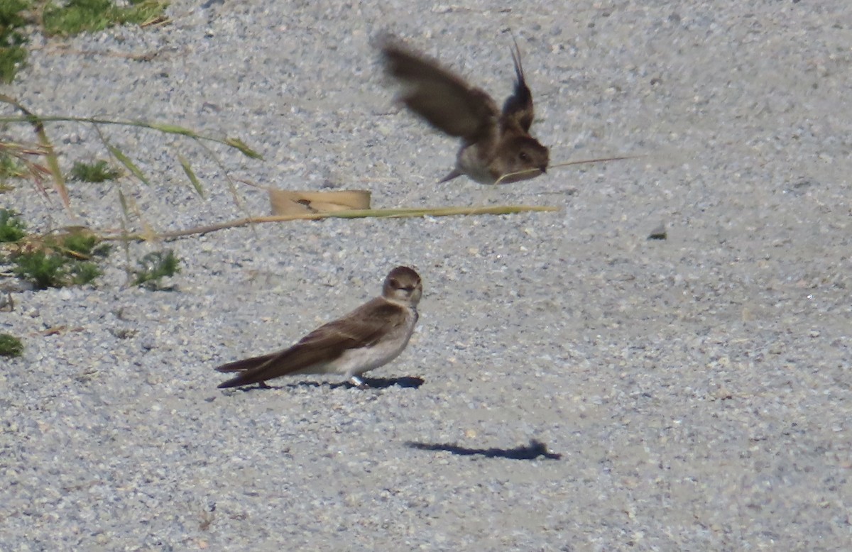 Northern Rough-winged Swallow - ML620861123