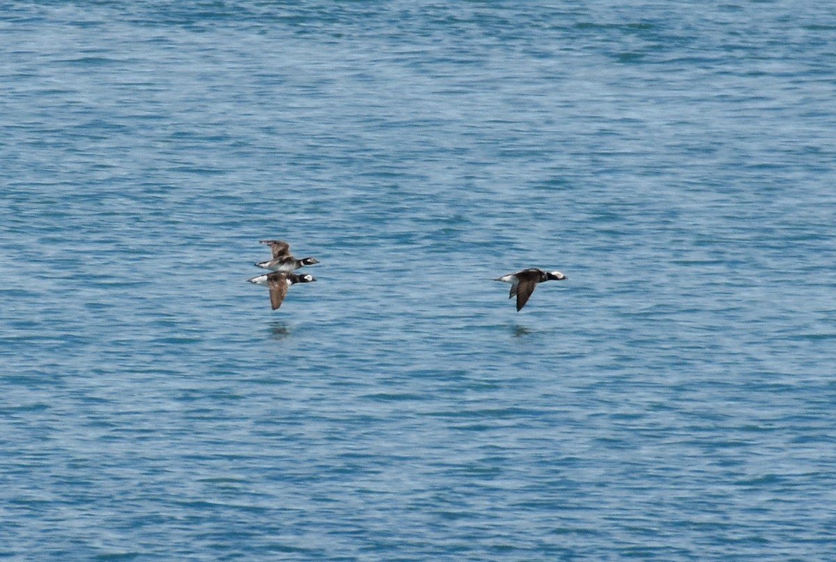 Long-tailed Duck - ML620861150