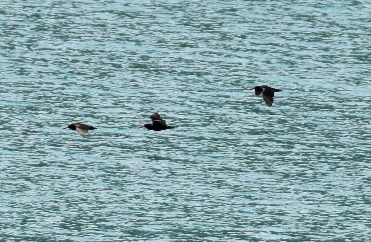 Black Oystercatcher - John Lynch