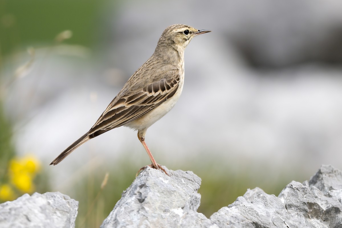 Pipit rousseline - ML620861161