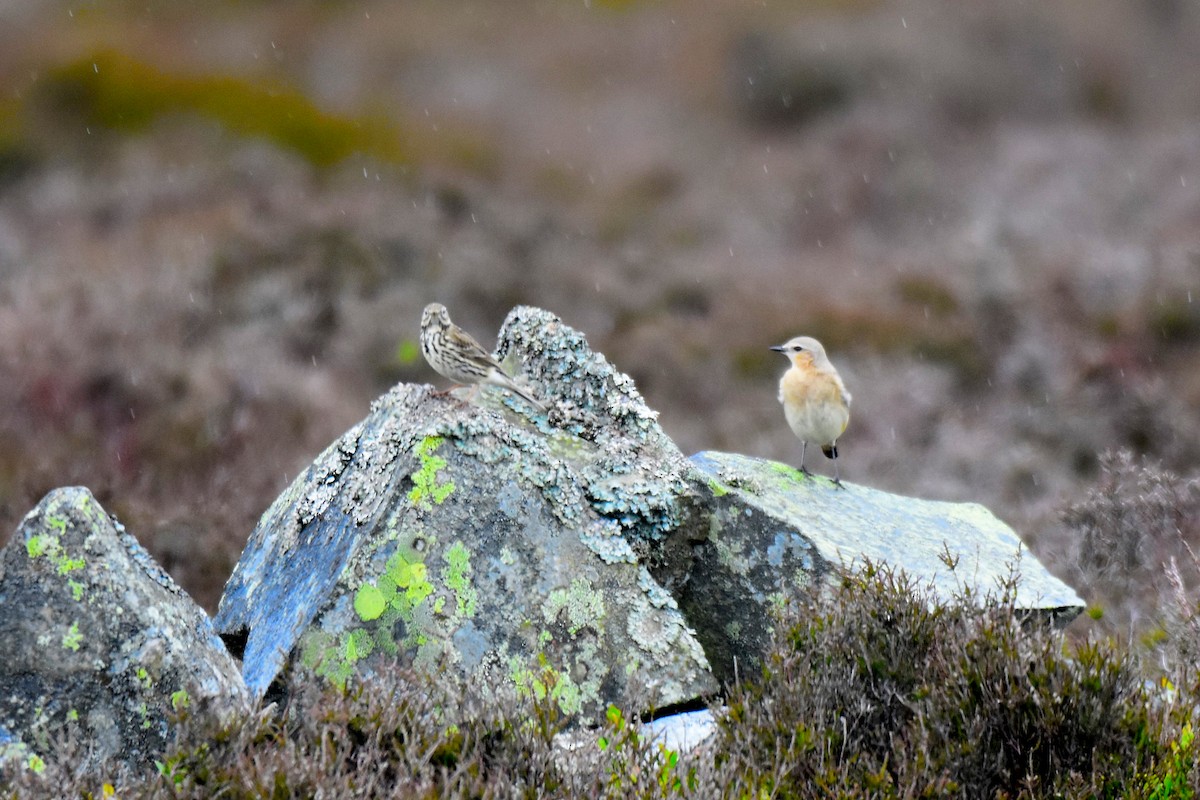 Meadow Pipit - Lukasz Pulawski