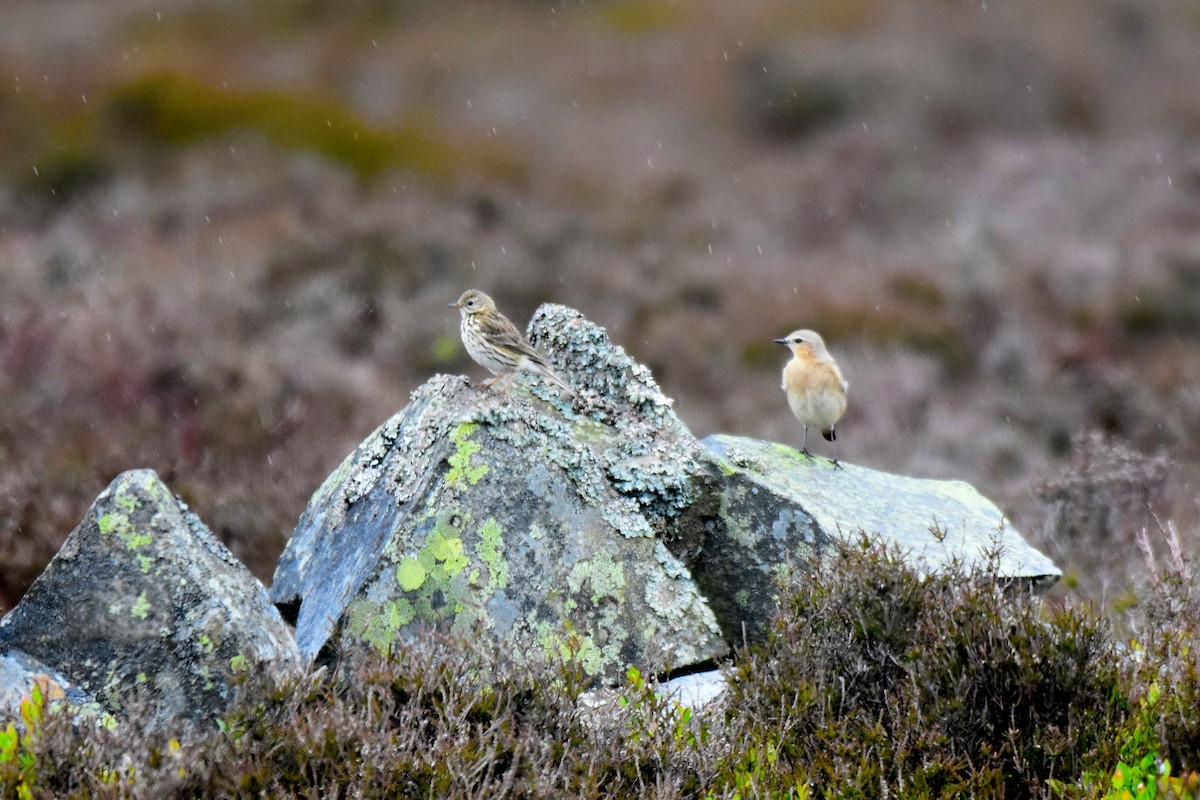 Meadow Pipit - ML620861165