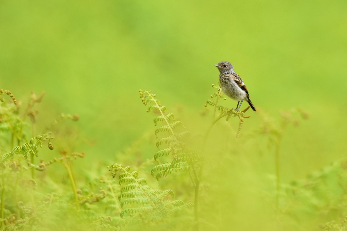 European Stonechat - ML620861172