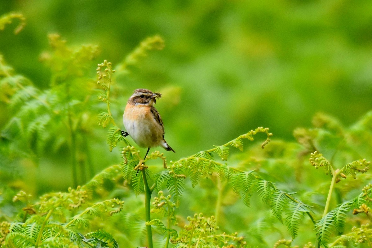 Whinchat - ML620861177