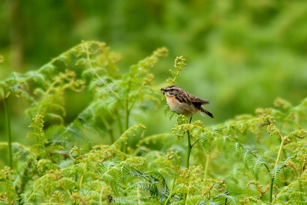 Whinchat - ML620861178