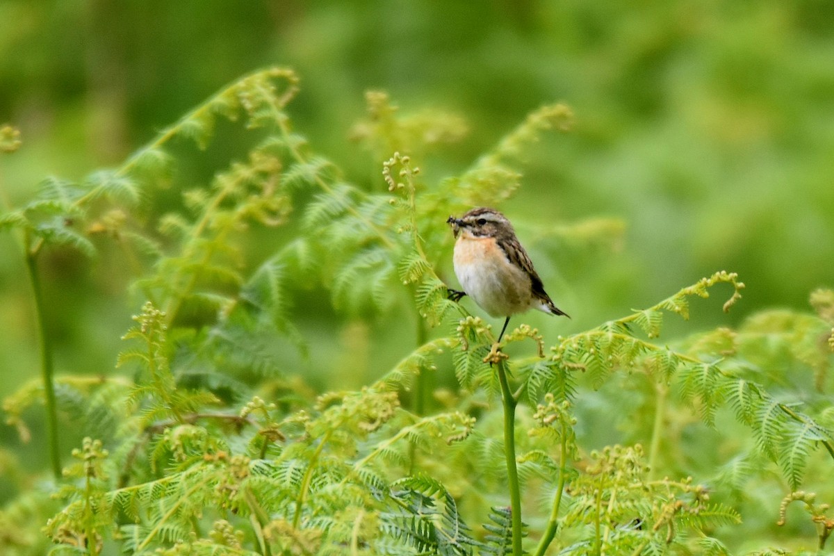 Whinchat - ML620861179