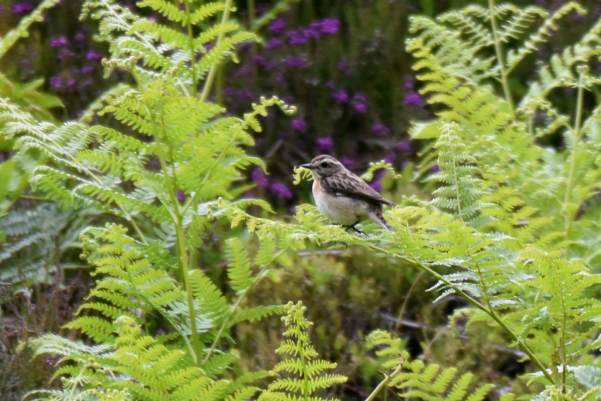 Whinchat - ML620861180