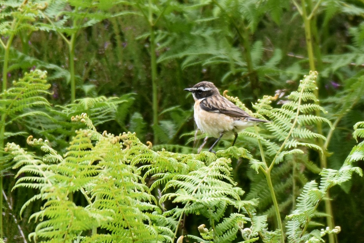 Whinchat - ML620861181