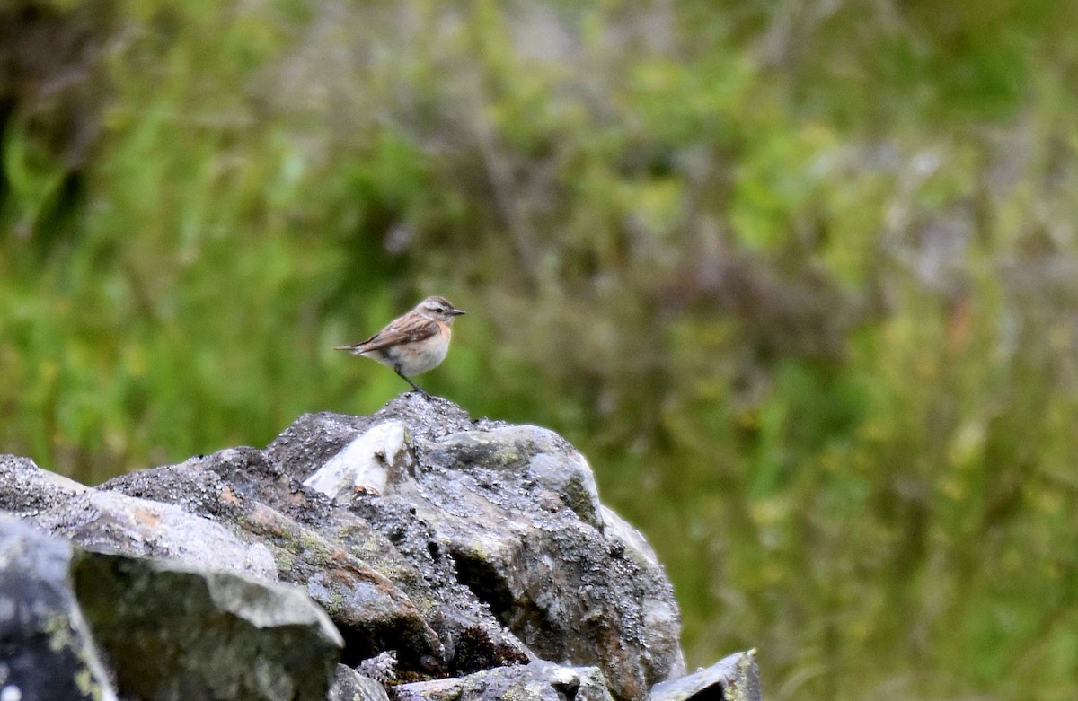 Whinchat - ML620861182