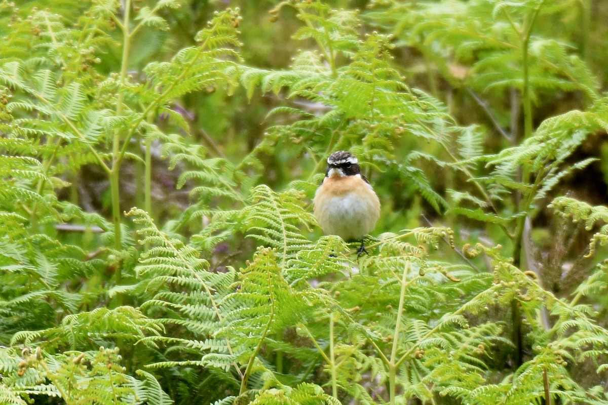 Whinchat - ML620861183