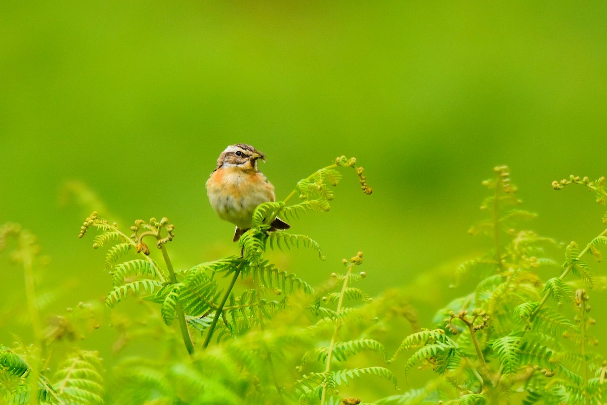 Whinchat - ML620861184