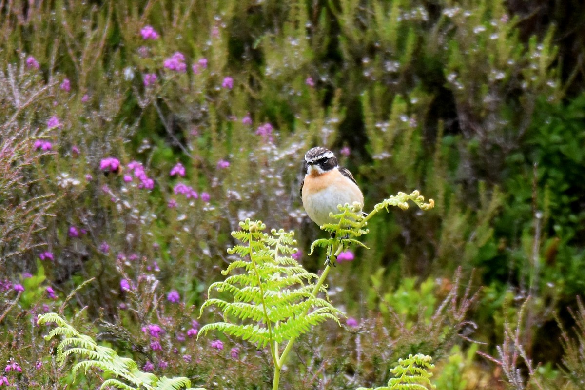 Whinchat - ML620861185