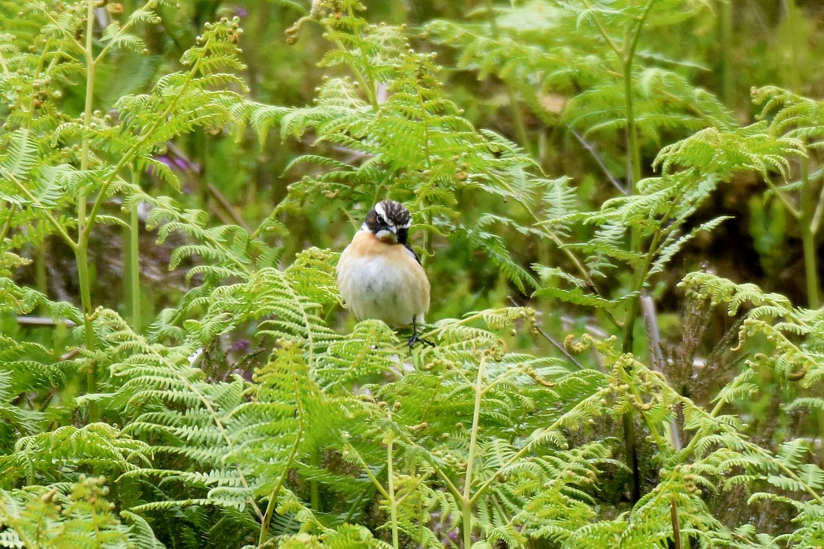 Whinchat - ML620861186