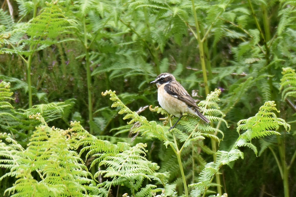 Whinchat - ML620861187