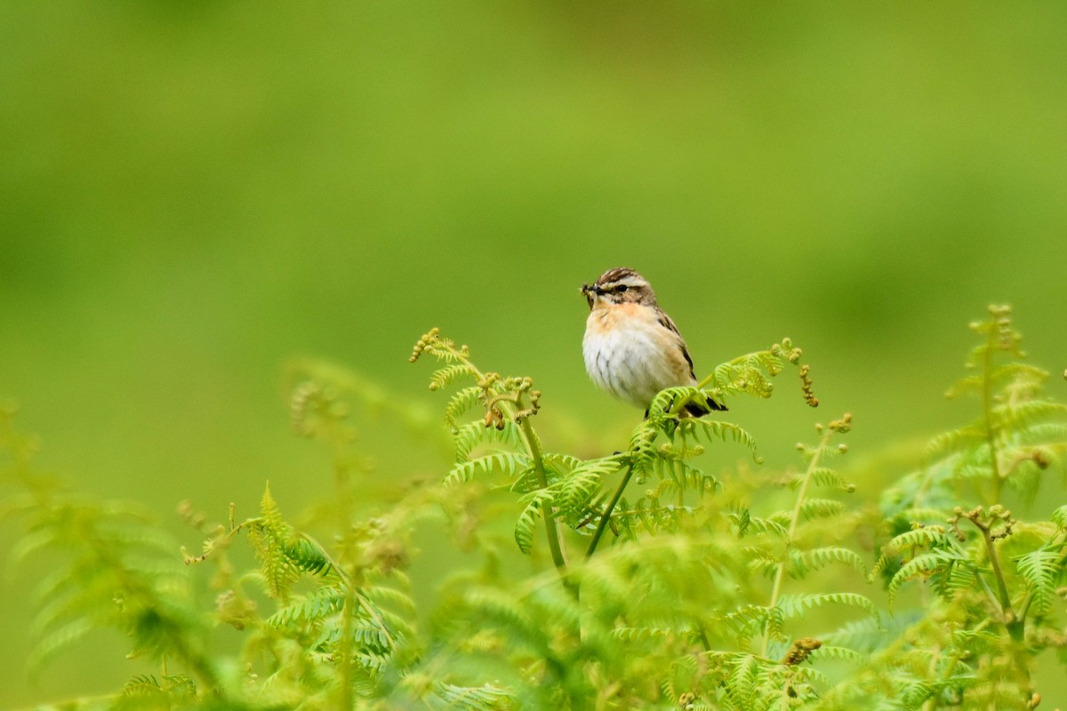Whinchat - ML620861188