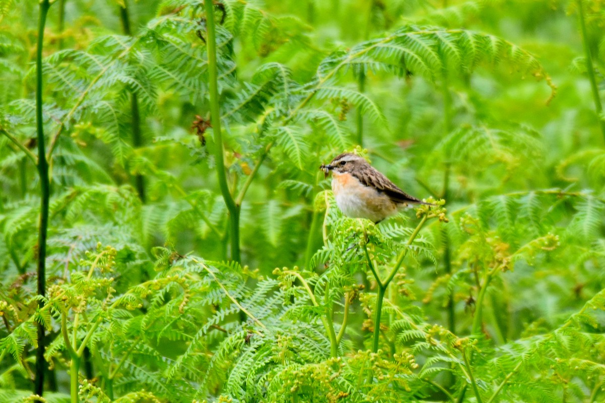 Whinchat - ML620861189