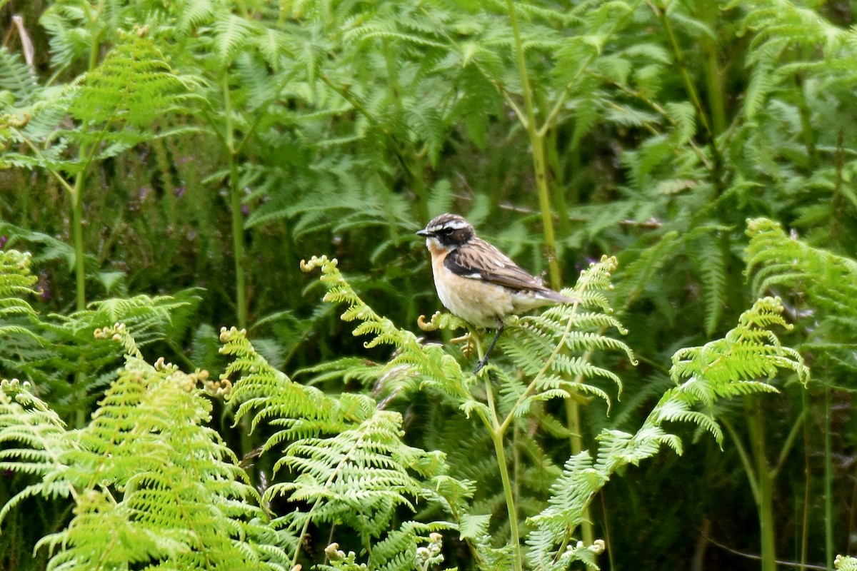Whinchat - ML620861190