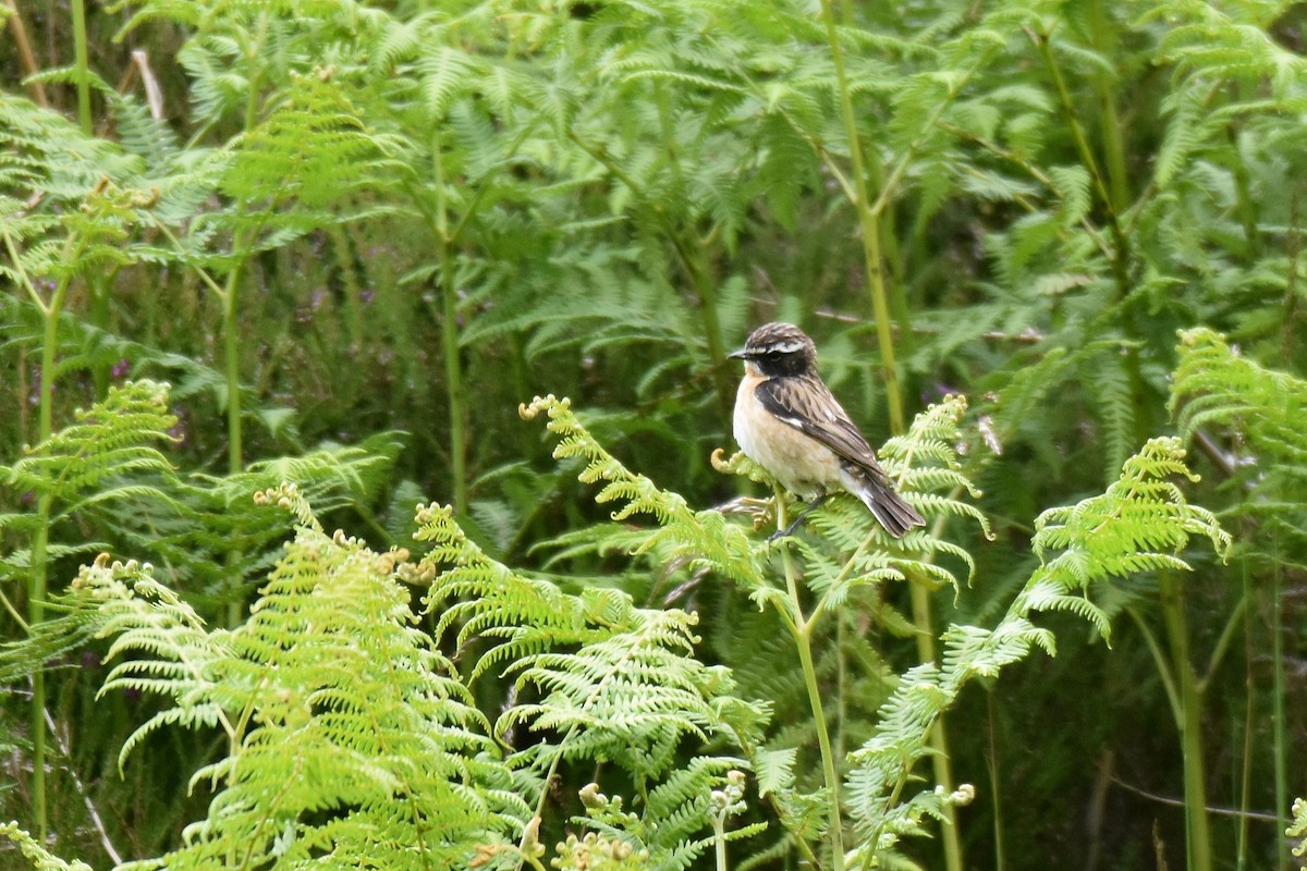 Whinchat - ML620861191