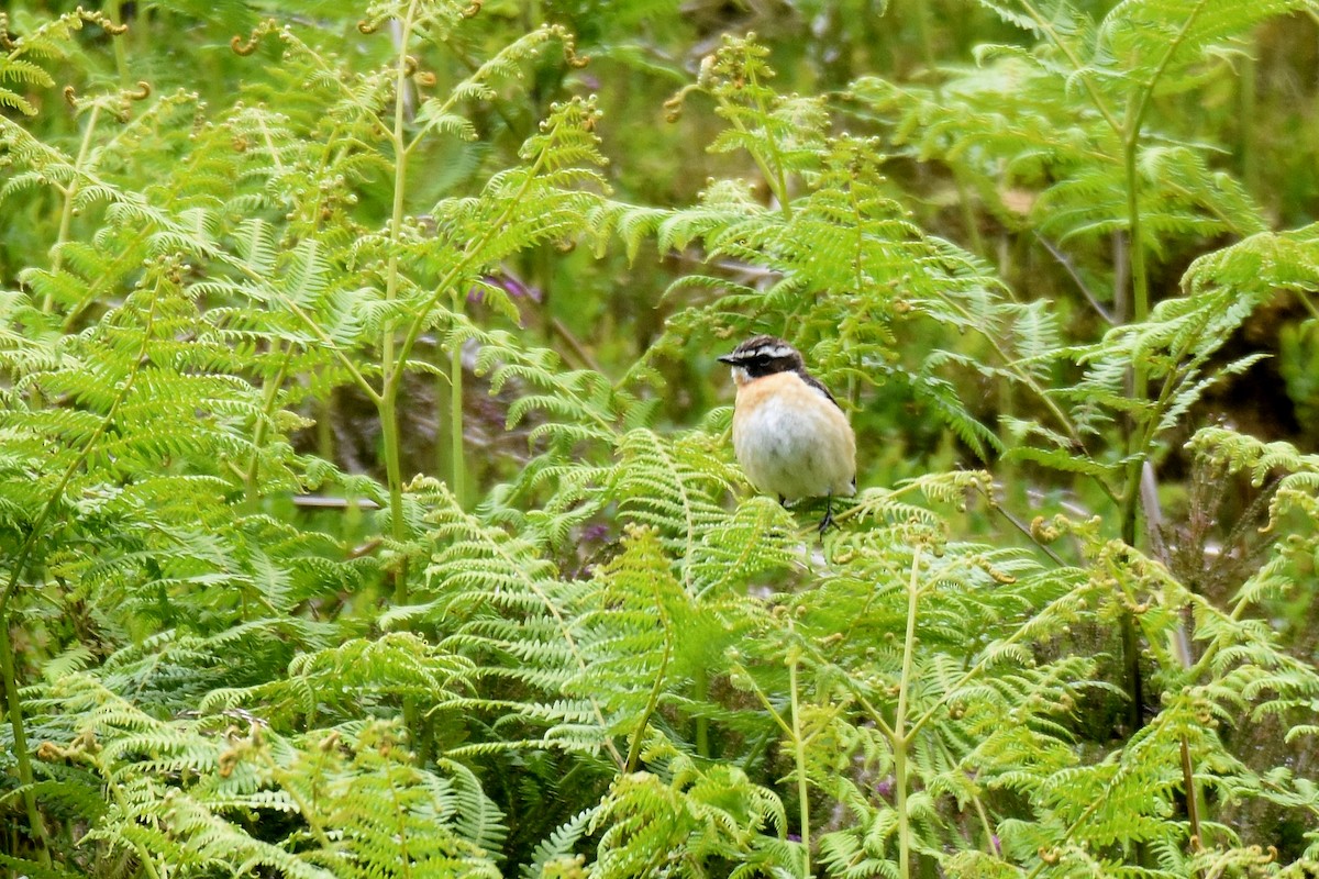 Whinchat - ML620861192
