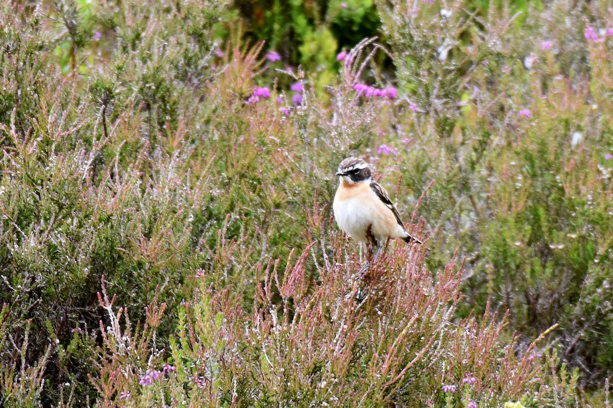 Whinchat - ML620861193