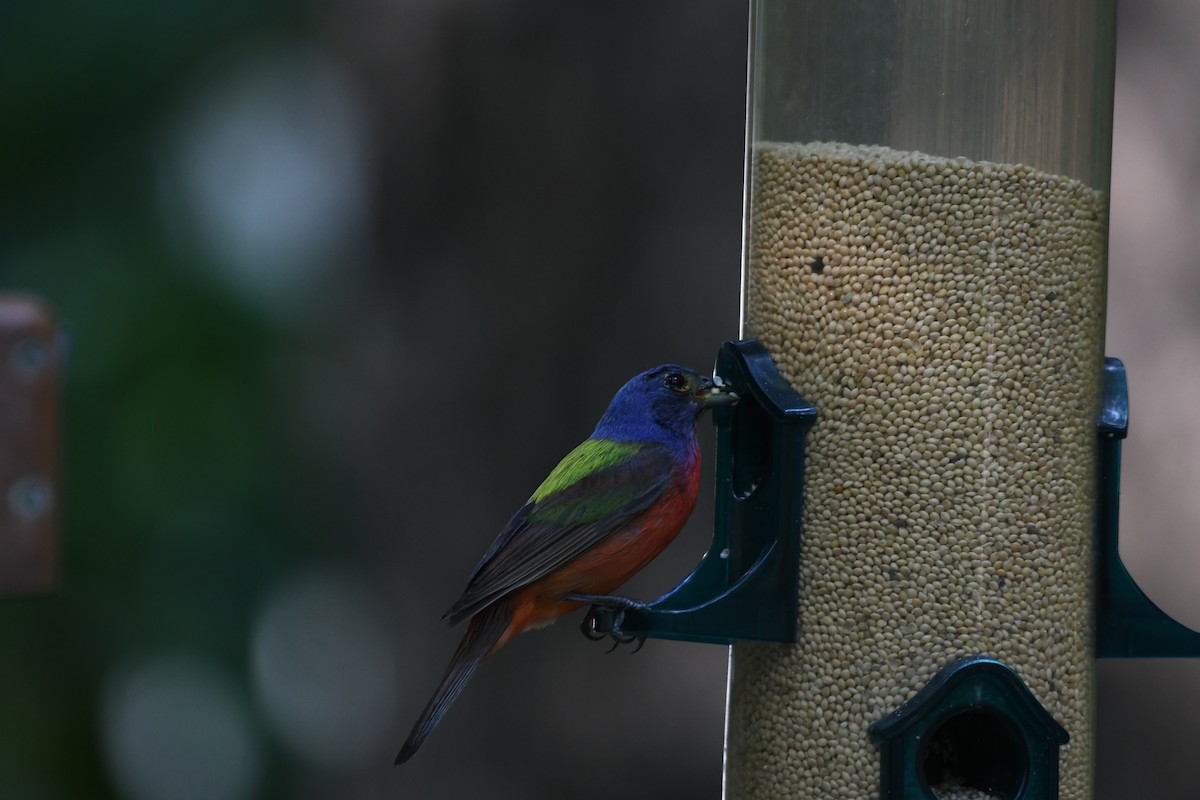 Painted Bunting - ML620861226