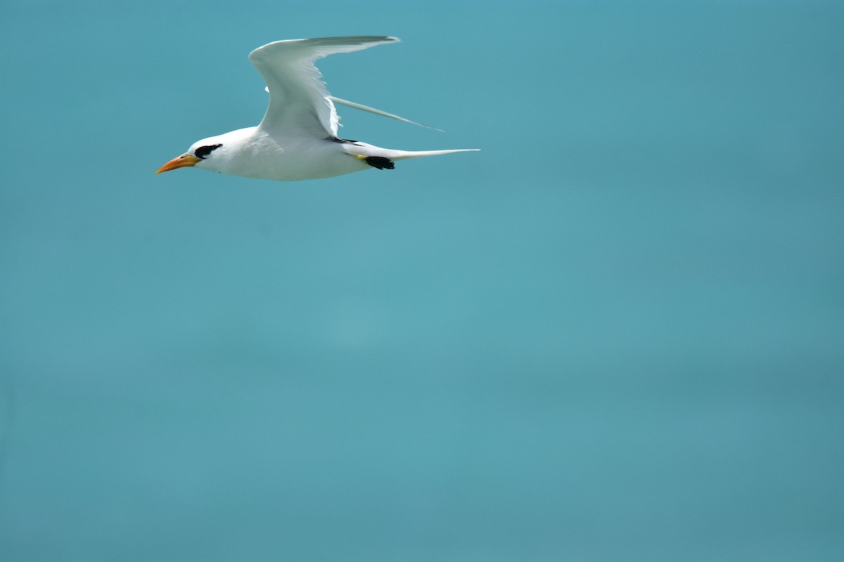 White-tailed Tropicbird - ML620861239