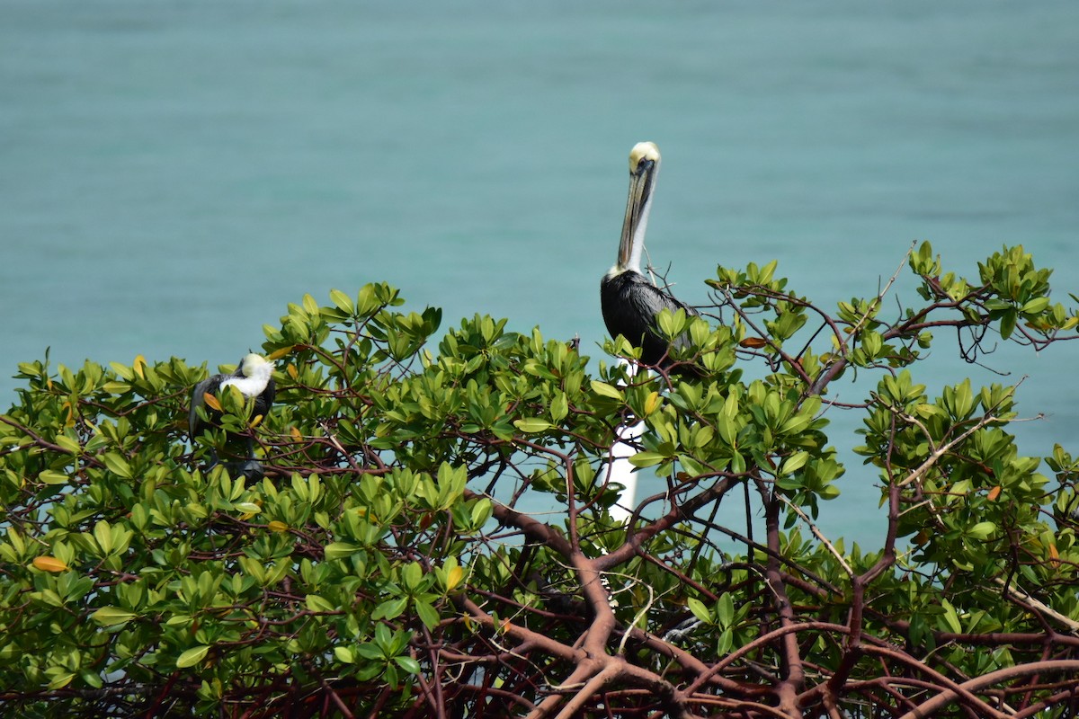 Brown Pelican - ML620861254