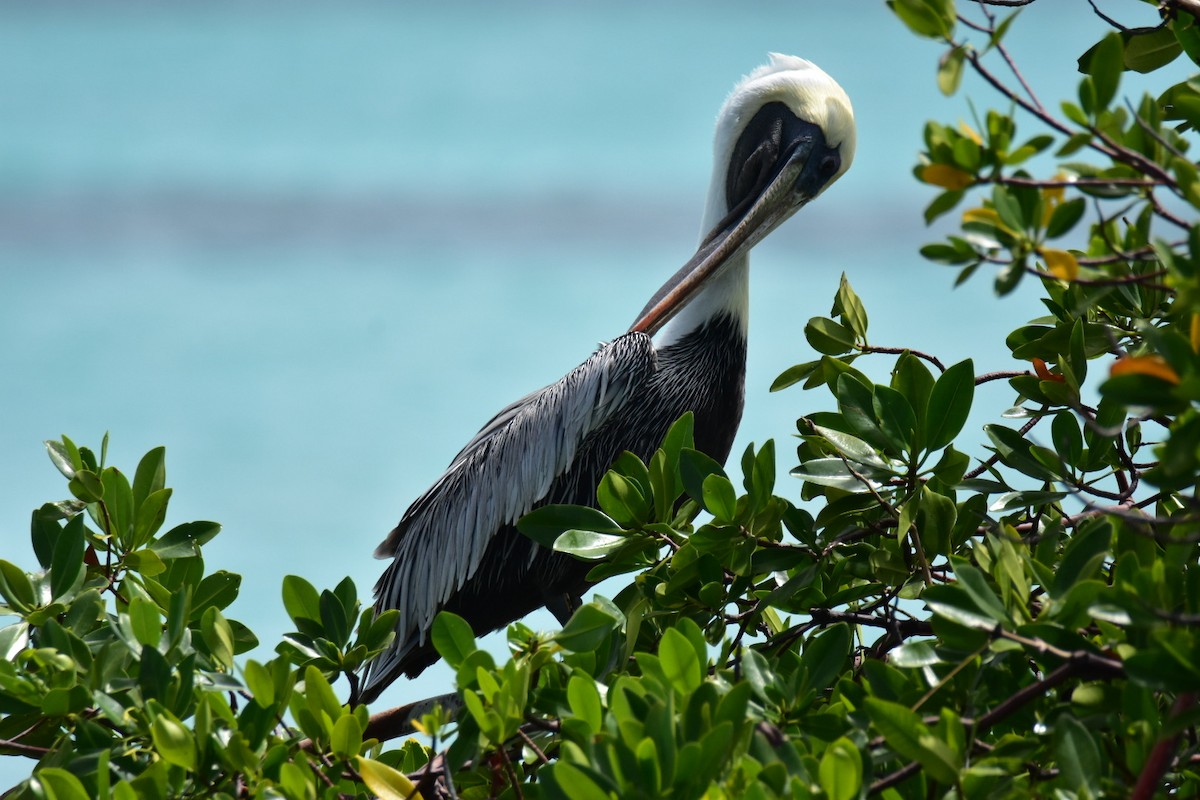 Brown Pelican - ML620861255