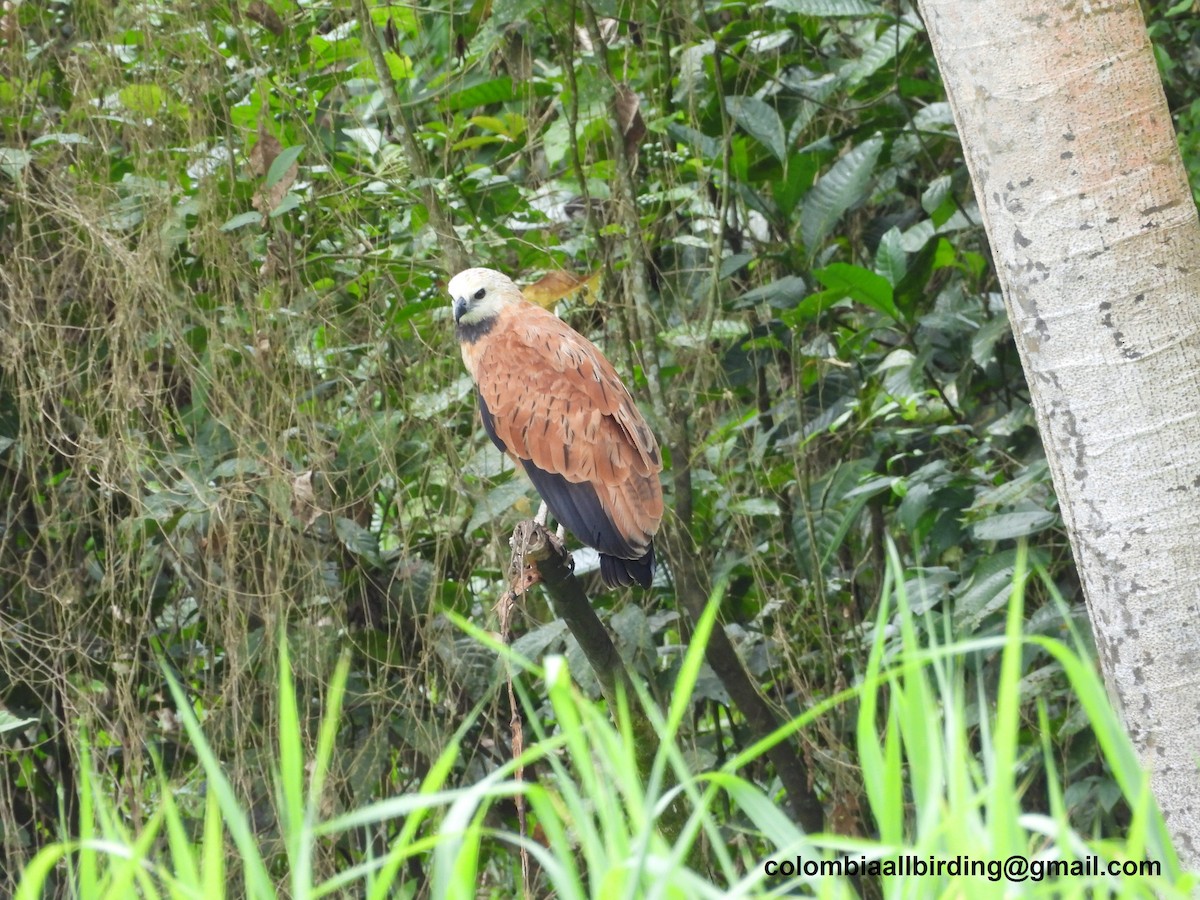 Black-collared Hawk - ML620861262